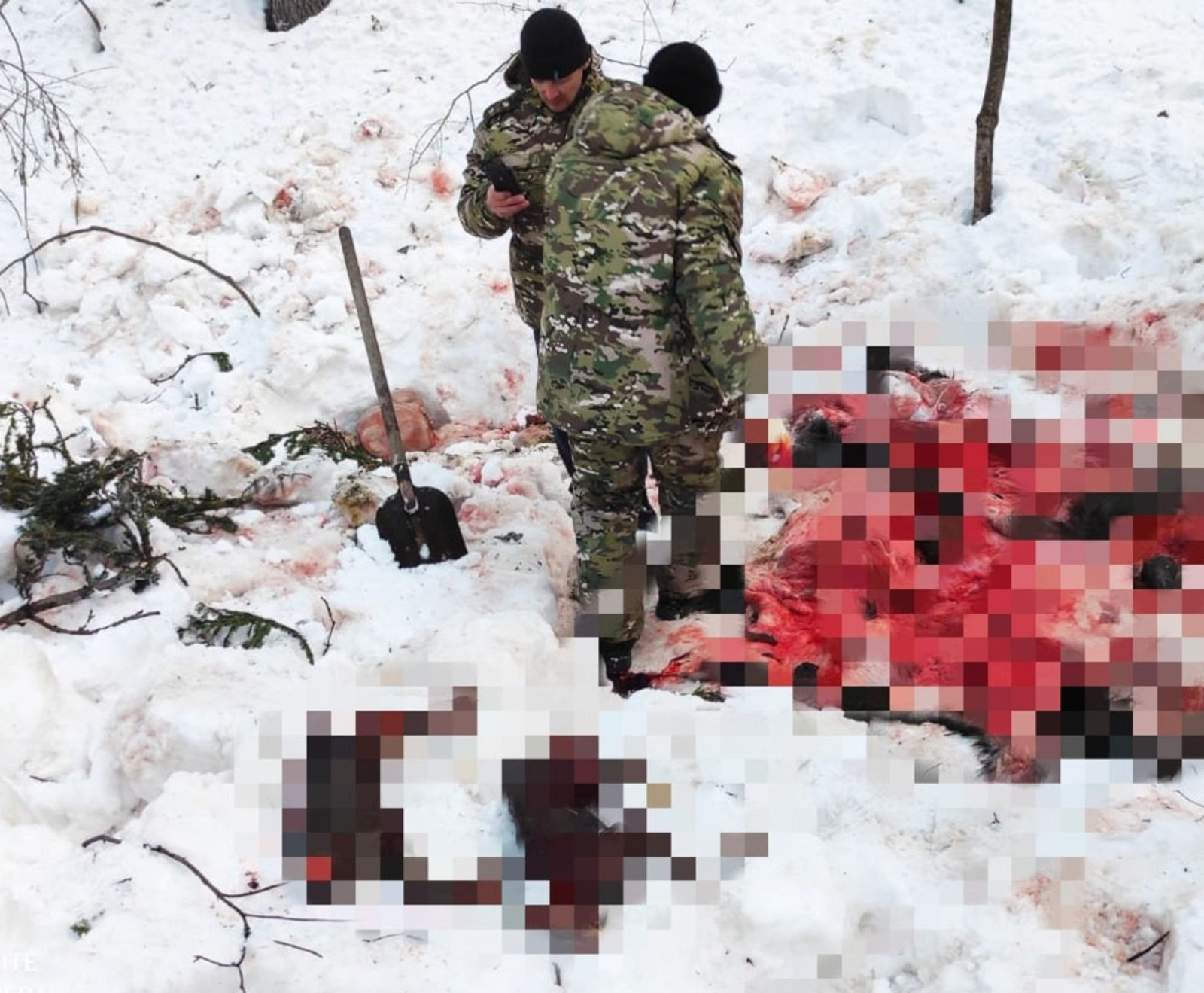 В Башкирии разыскивают  браконьеров, убивших беременную лосиху и молодых лосят