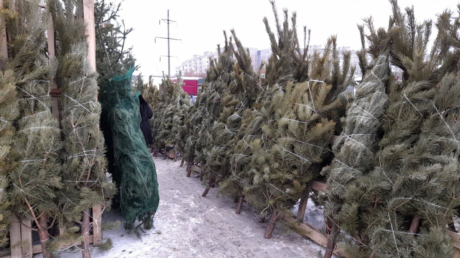 В Башкортостане стартует оперативно-профилактическая операция «Ель-2025»