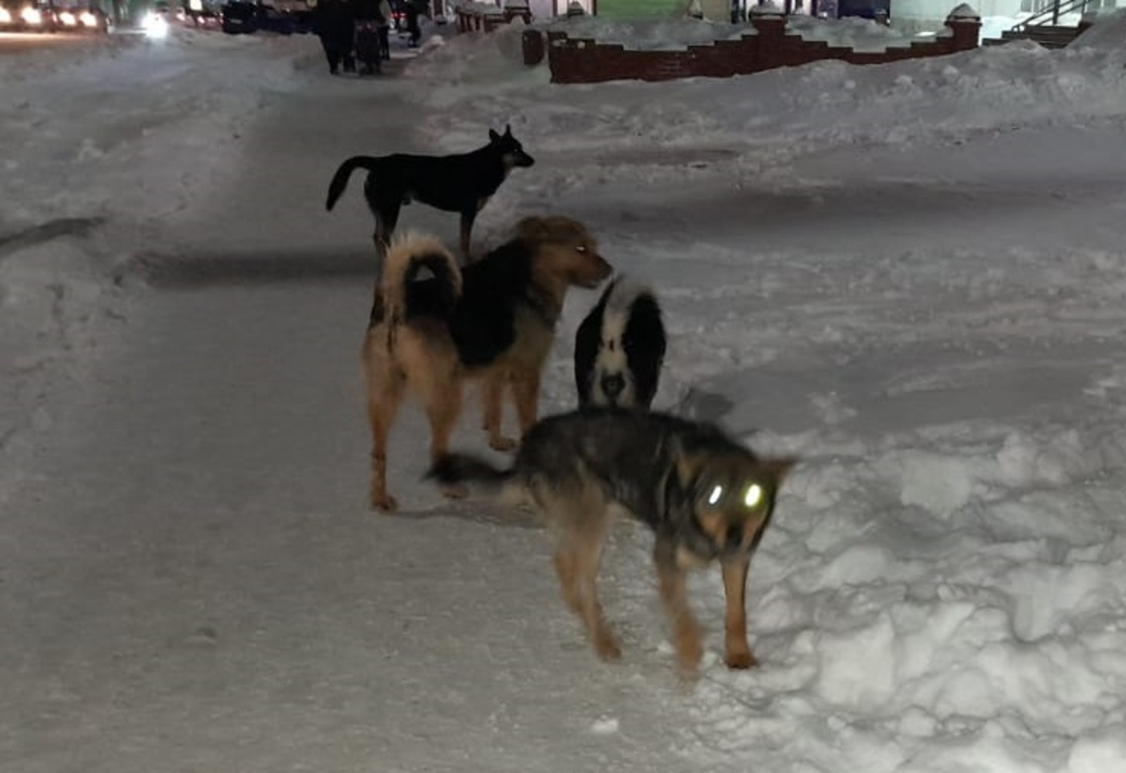 В Башкирии произошел очередной инцидент с нападением бродячих собак на человека