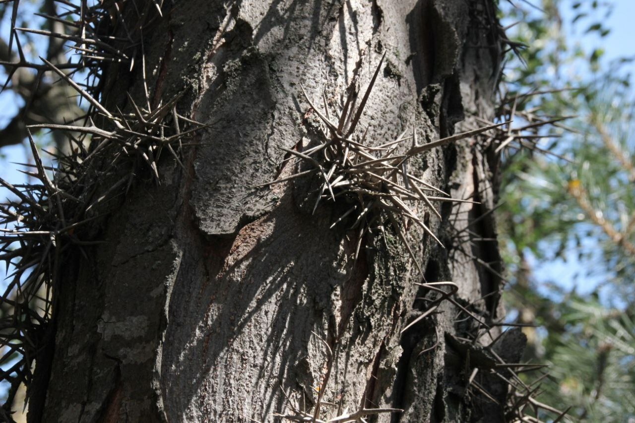 Защитник по зову сердца