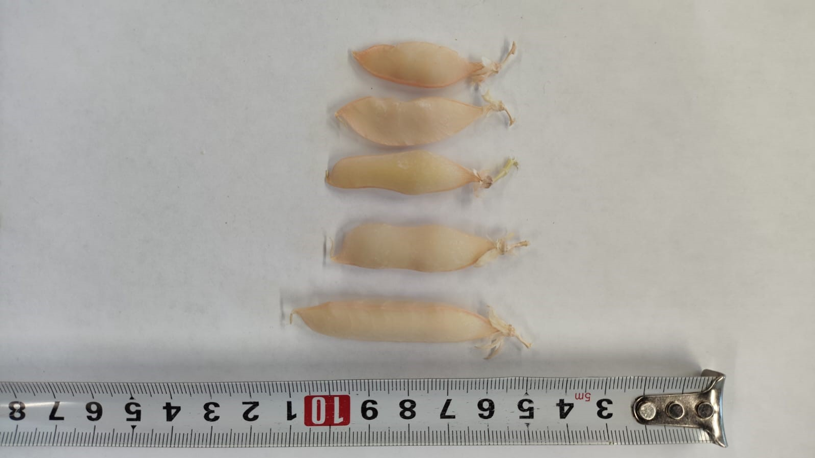 В Межвузовском кампусе Уфы завершен успешный эксперимент по гибридизации гороха